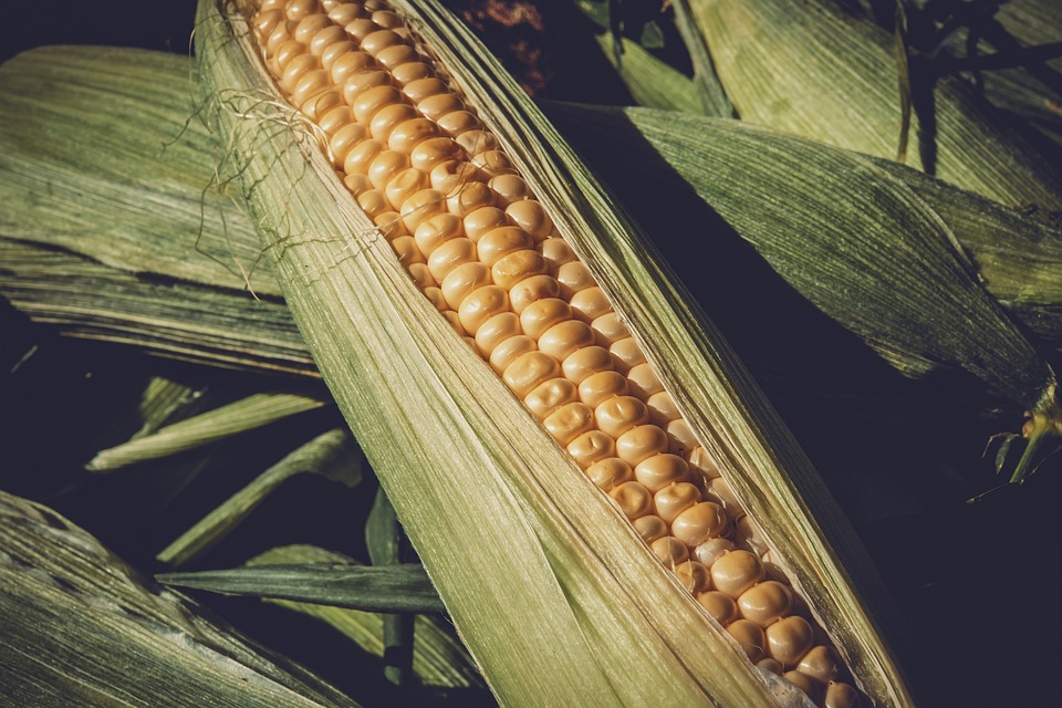 corn in bourbon whiskey